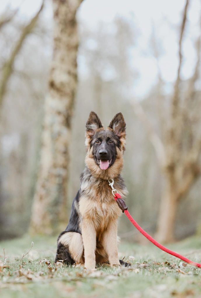 Of The Retalia - Magnifique chienne de 6 mois a vendre 